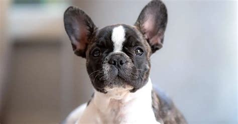 Most Expensive French Bulldog: Why Is It Costly?